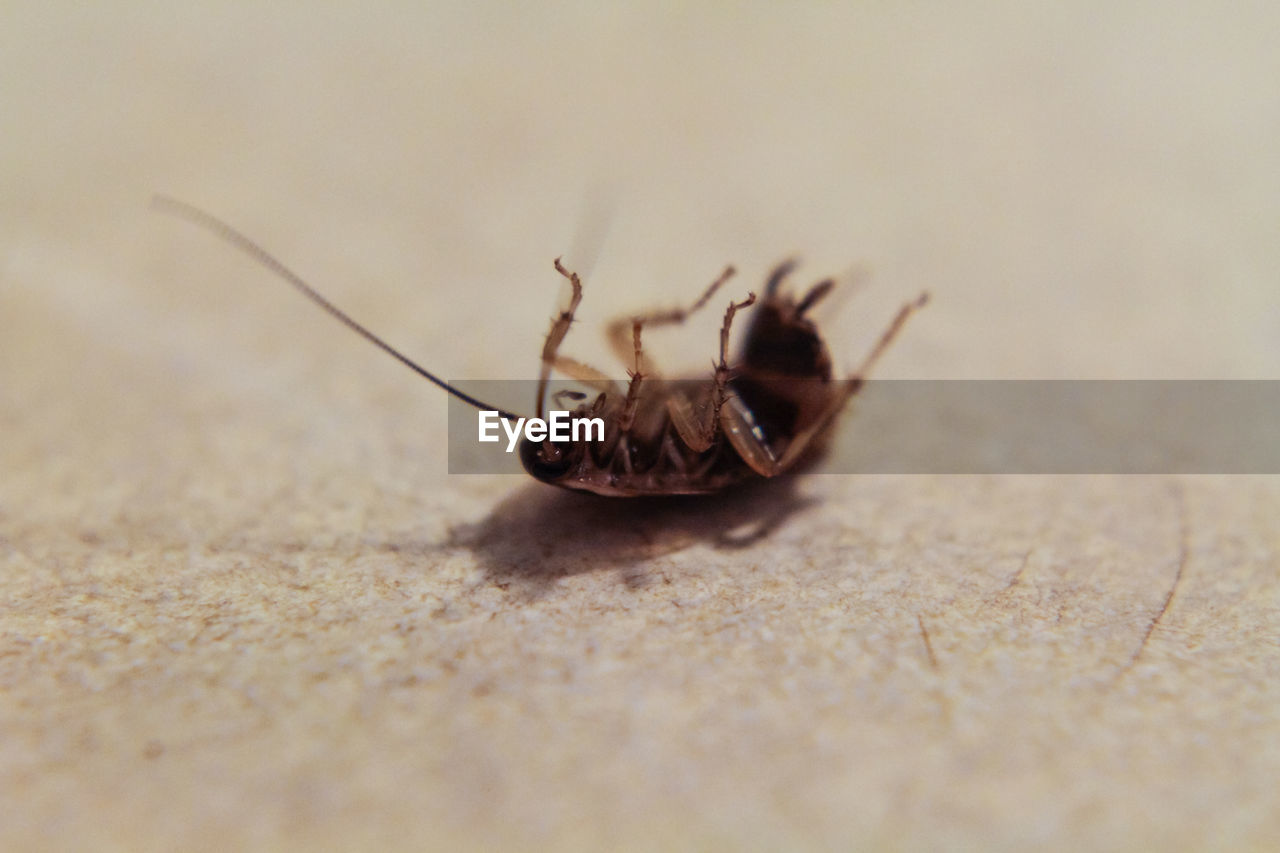 CLOSE-UP OF INSECT ON WHITE SURFACE