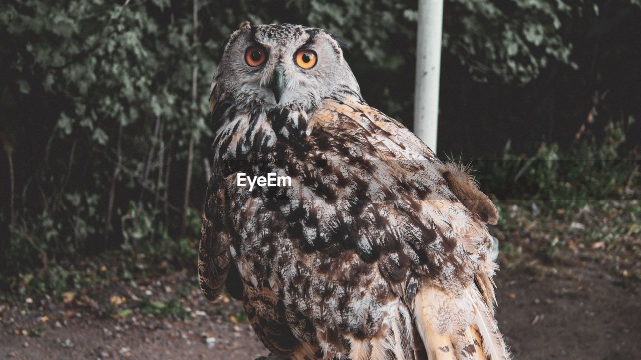 Close-up portrait of owl