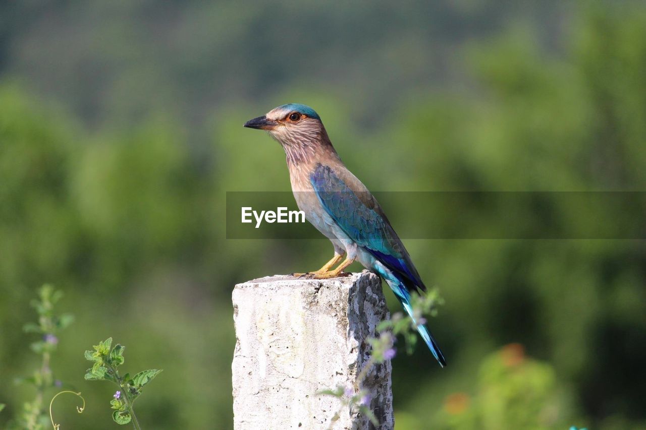 CLOSE-UP OF BIRD ON WOODEN POST