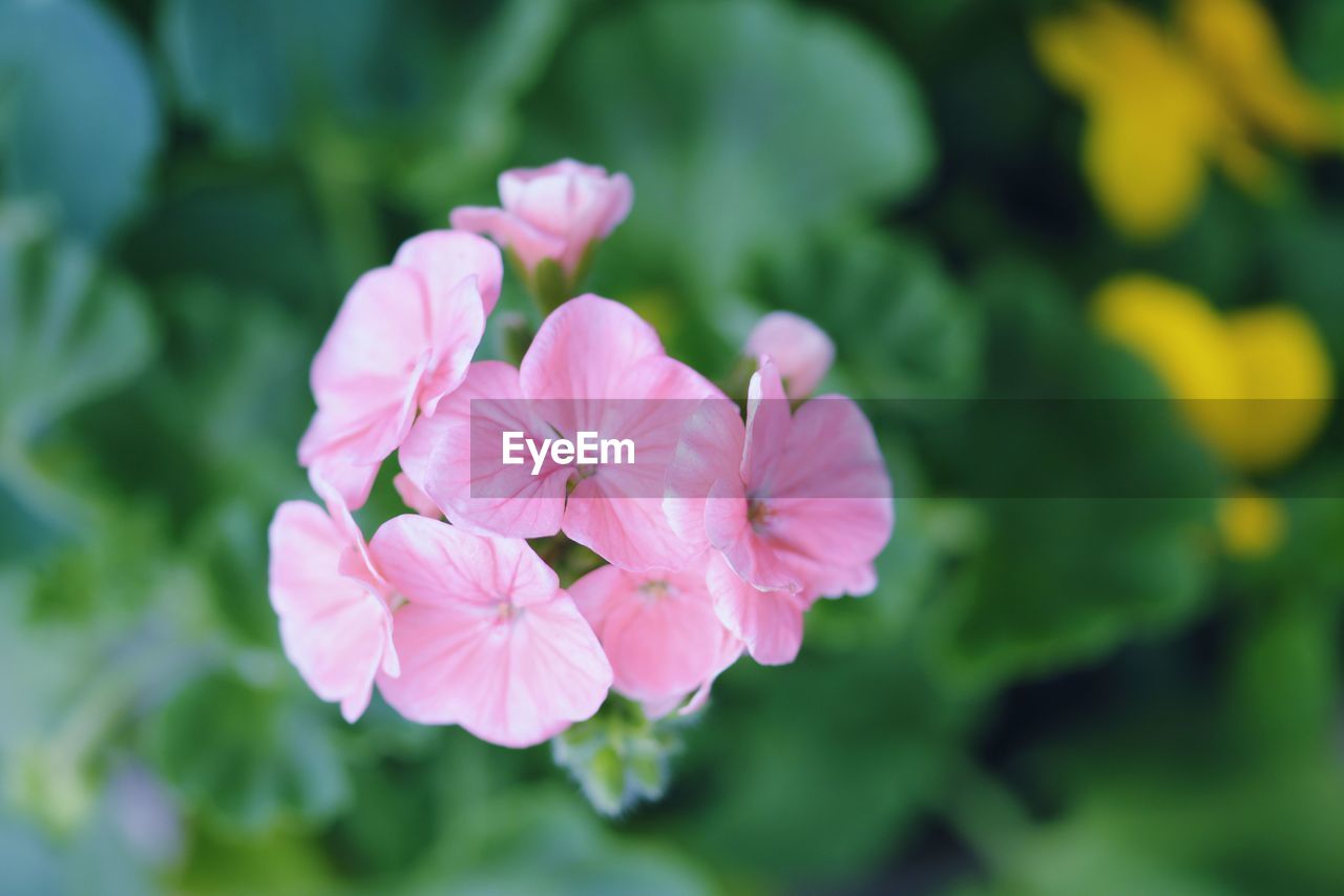 CLOSE-UP OF PINK COSMOS FLOWERS BLOOMING OUTDOORS