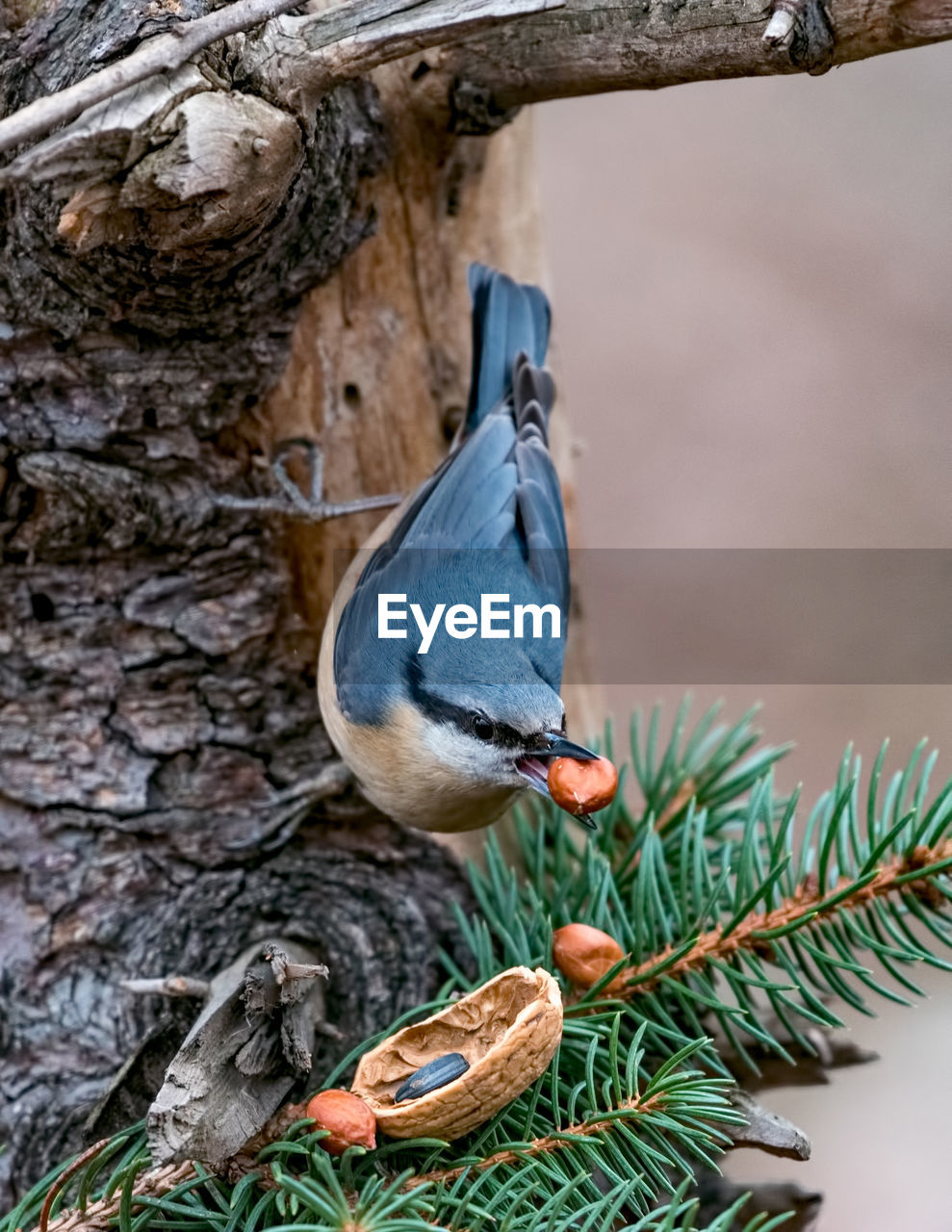 BIRD PERCHING ON TREE