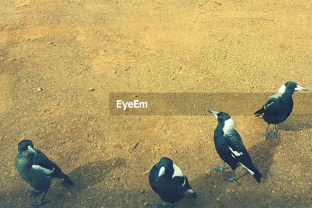 HIGH ANGLE VIEW OF PIGEONS