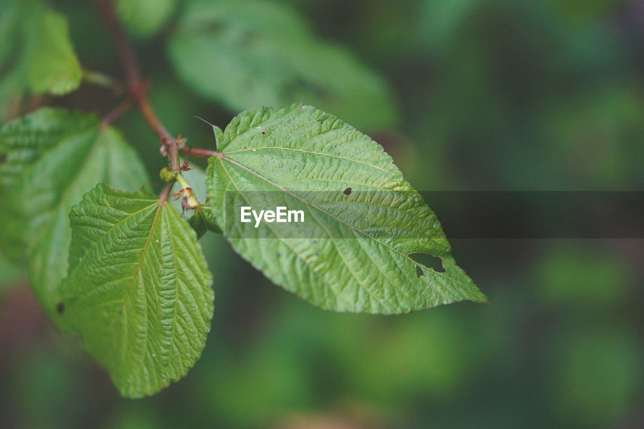 Close-up of insect on leaf