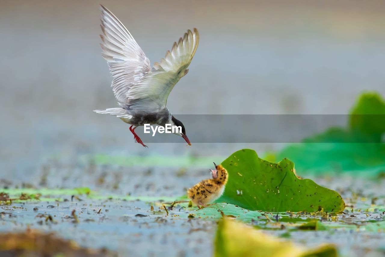 BIRD FLYING ABOVE SEA