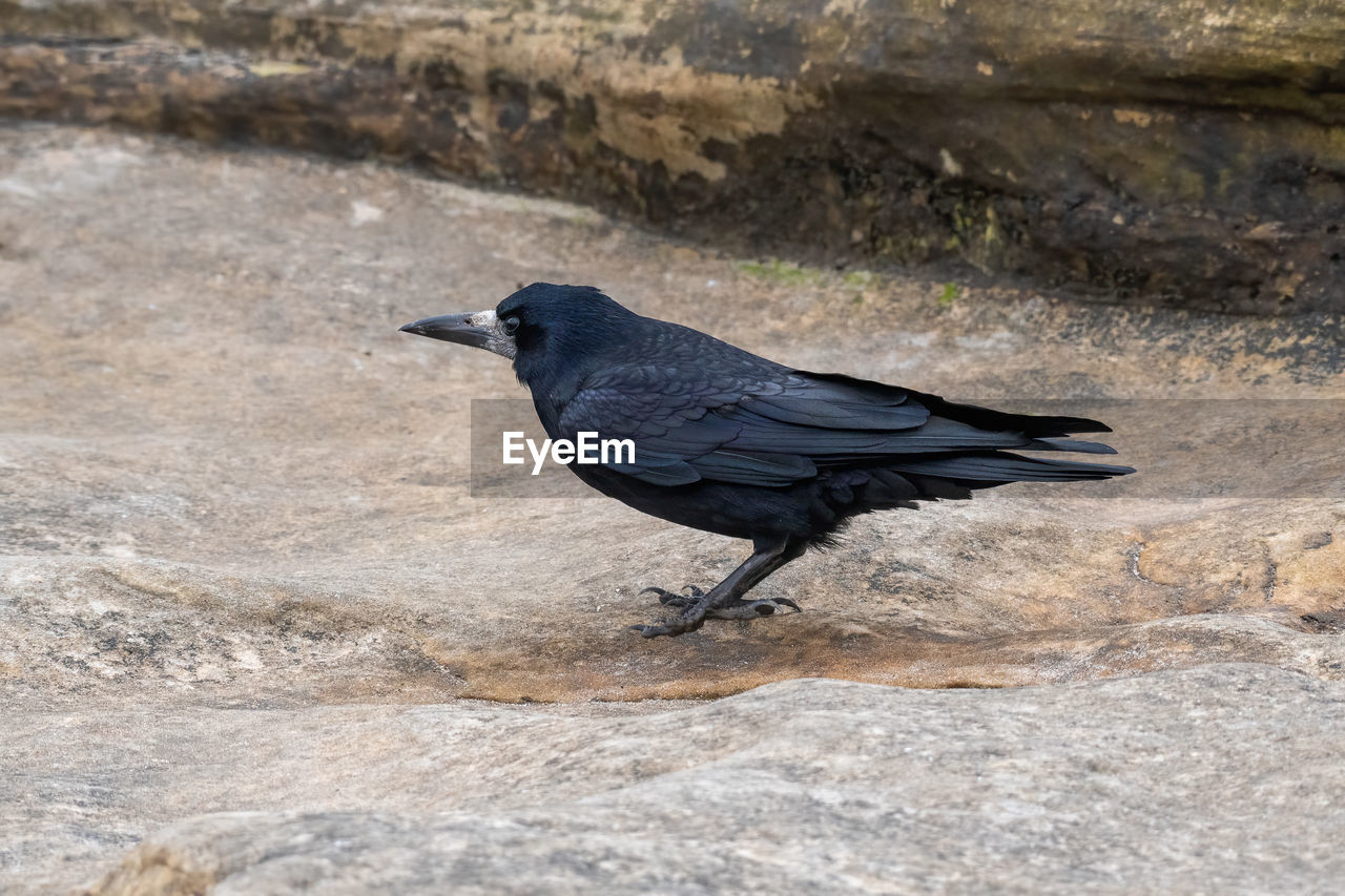 BIRD PERCHING ON A ROCK