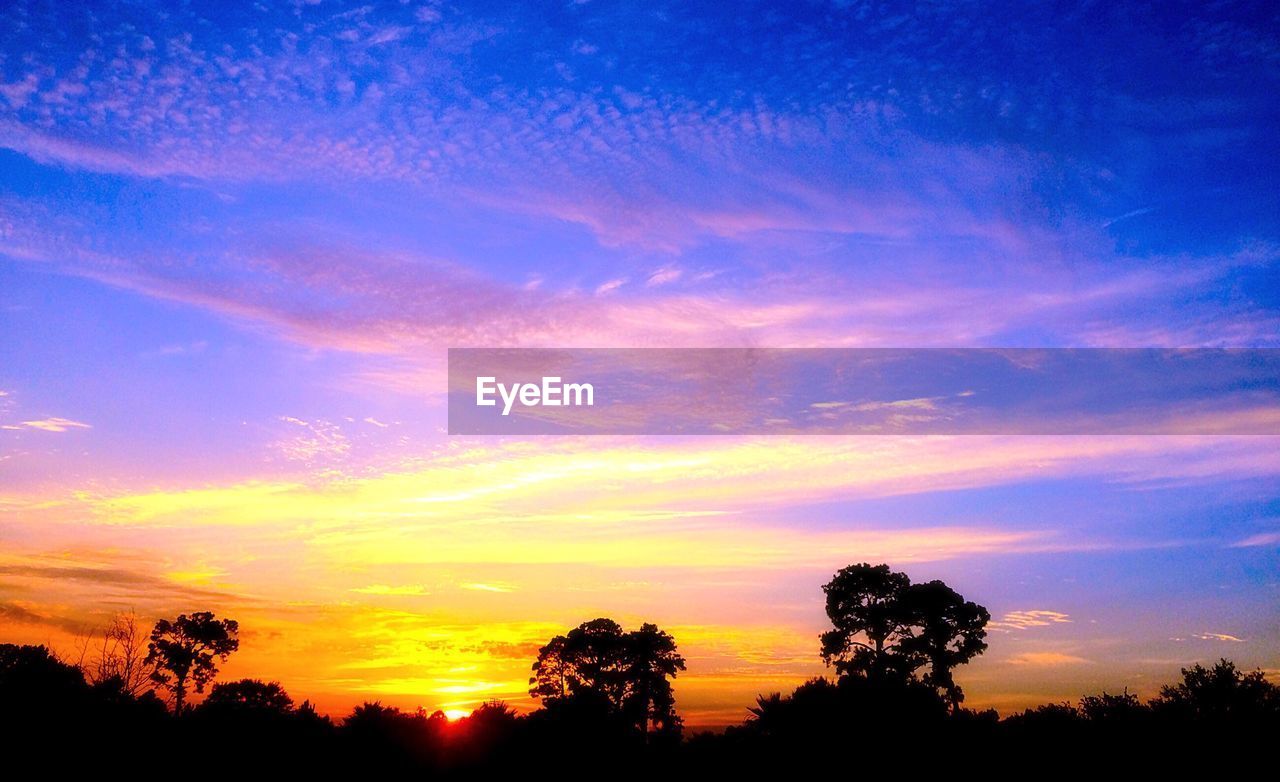 Silhouette of trees at sunset