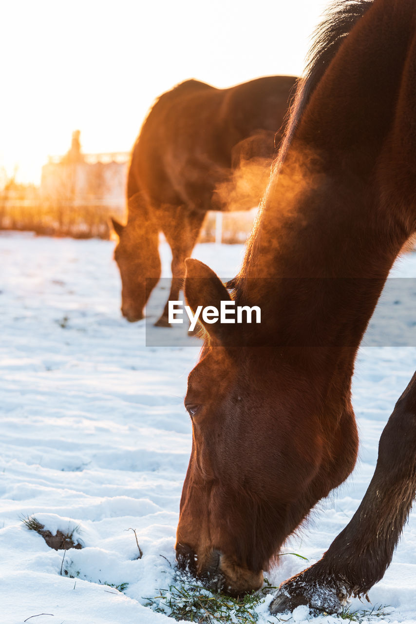 A horse grazing in a meadow, looking for grass covered with snow. winter scenery.