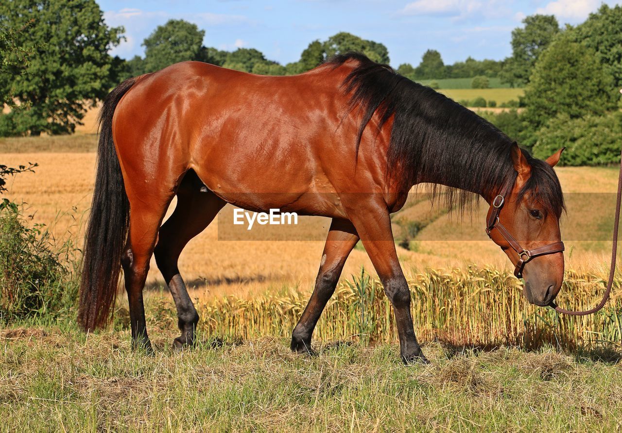 HORSES STANDING ON FIELD