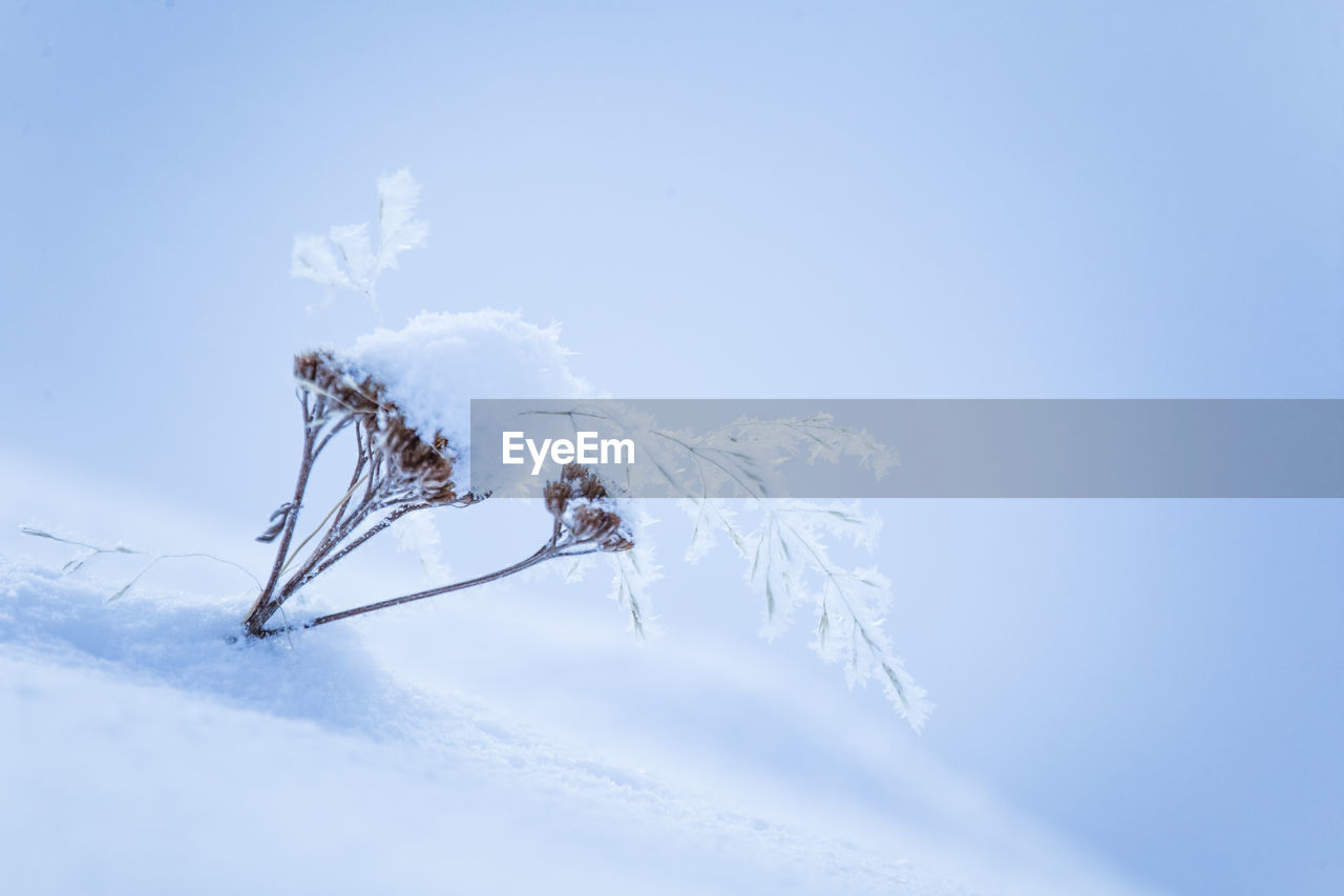 Low angle view of frozen plant on snow covered field against sky