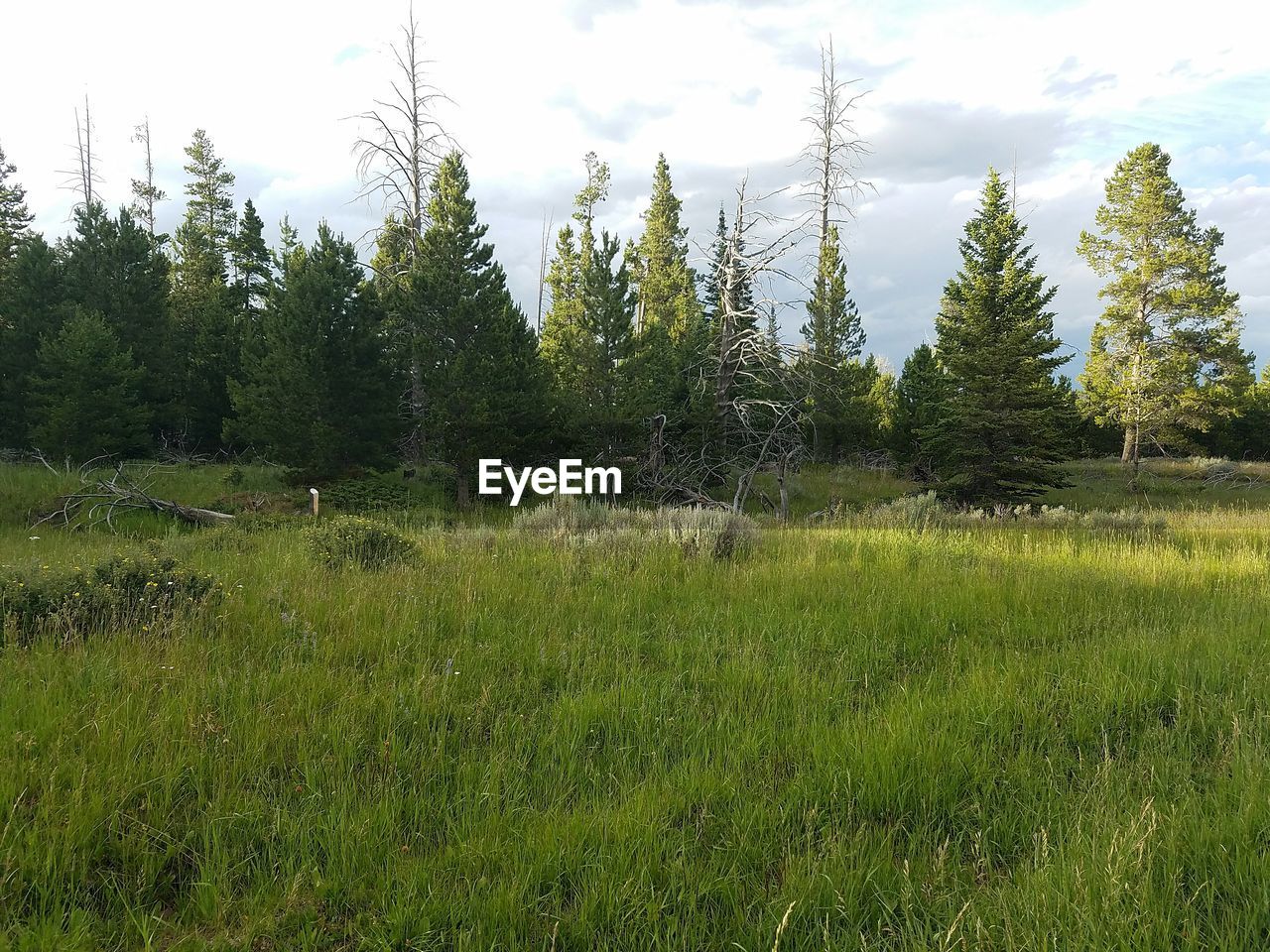 TREES ON GRASSY FIELD