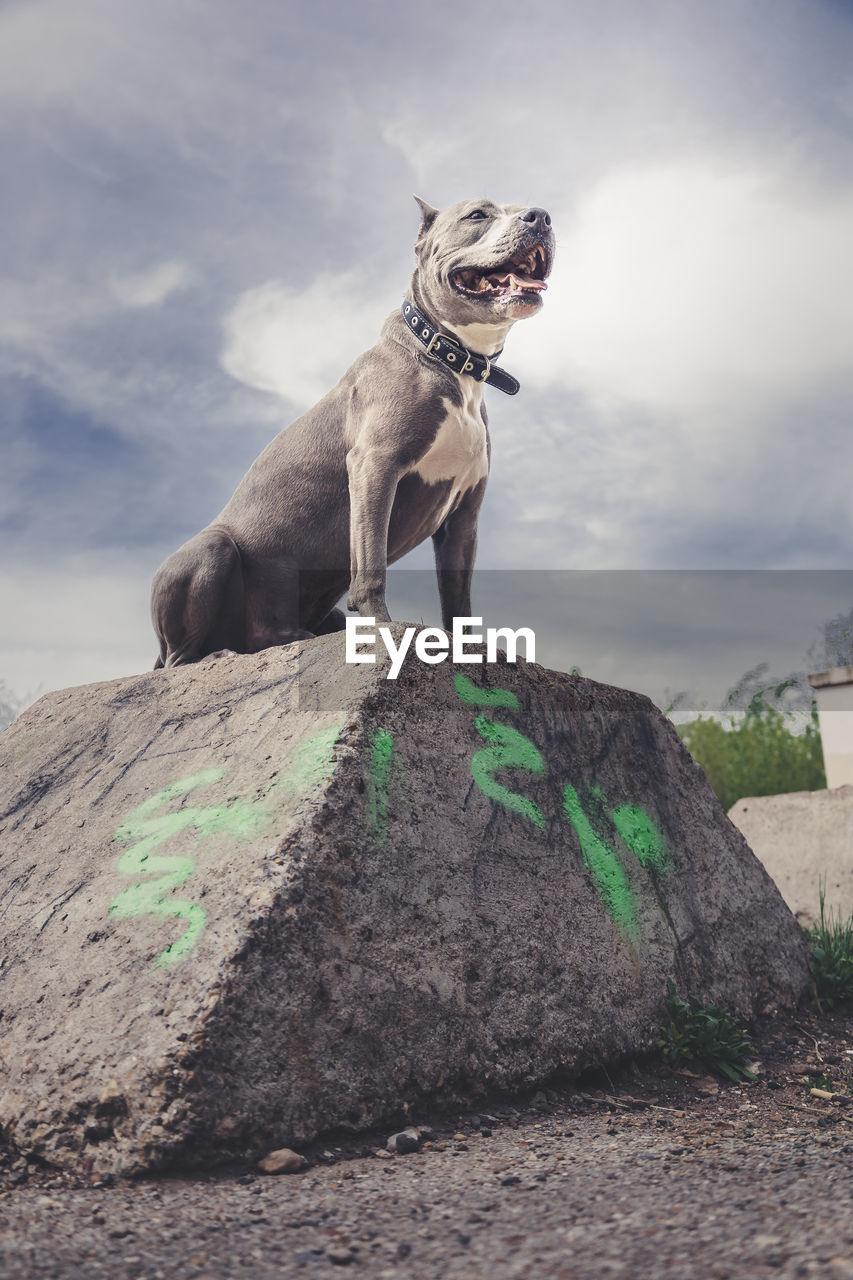 dog sitting on rock