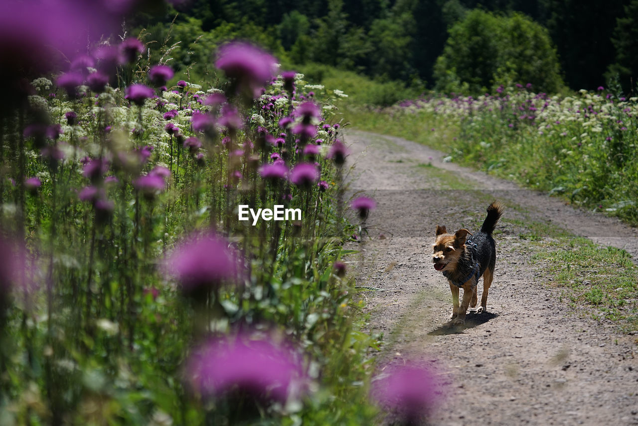 DOG WALKING ON STREET AMIDST PLANTS