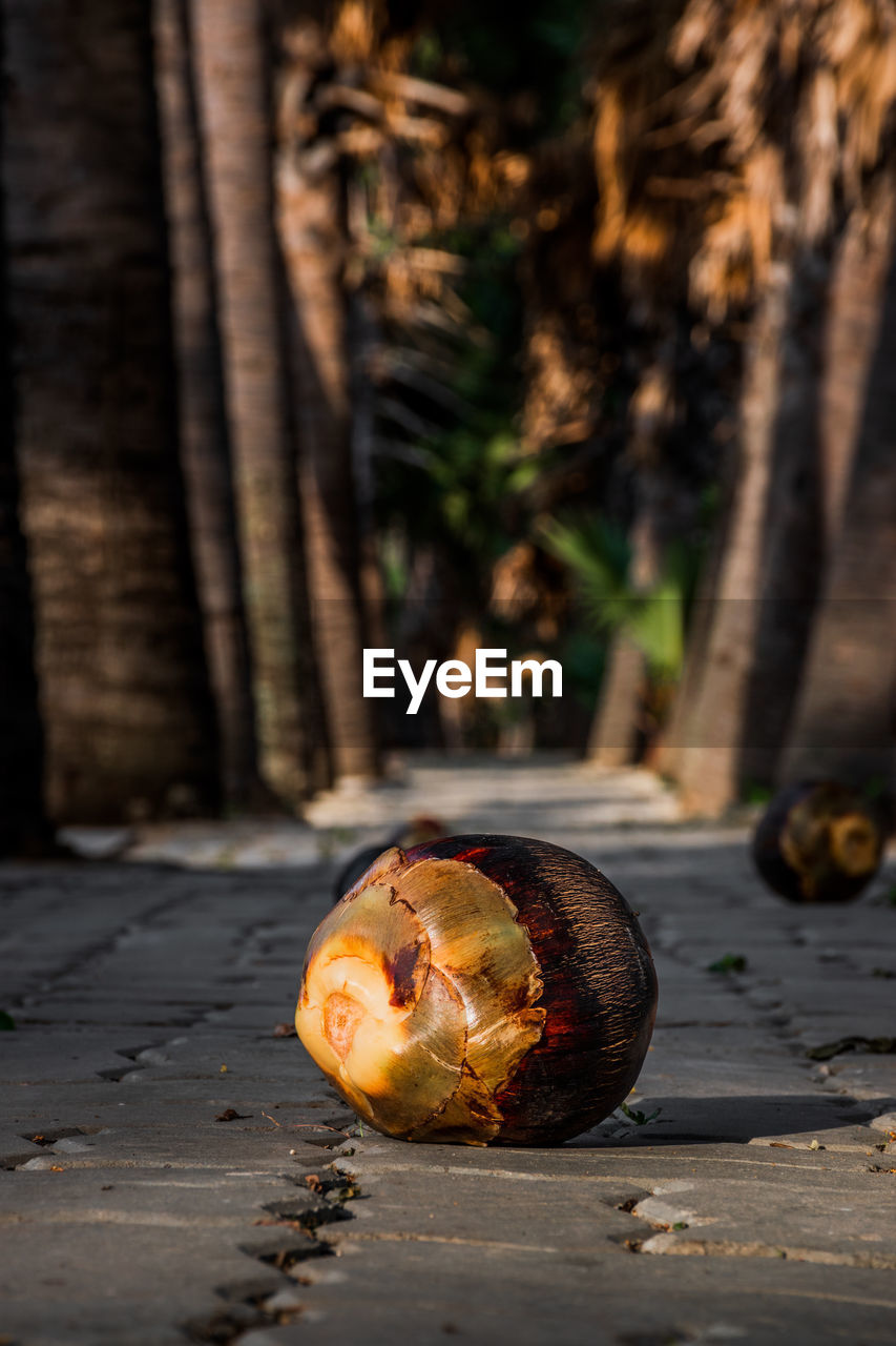 Sugar palm tan fruit in nakhon ratchasima, thailand