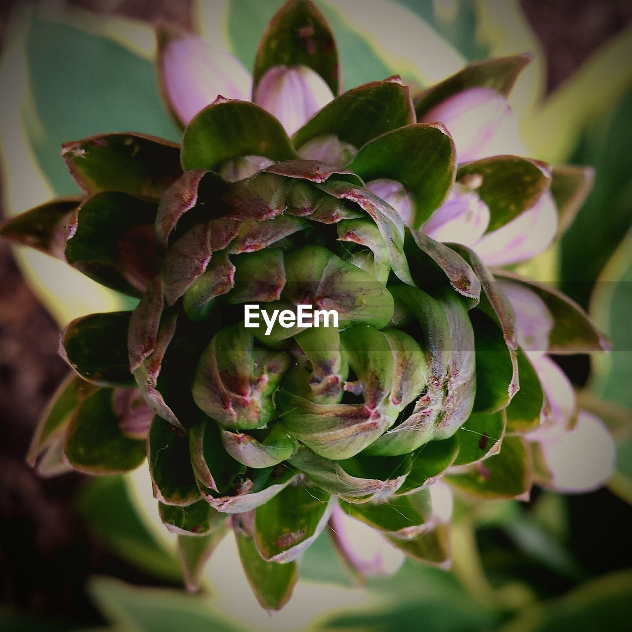 CLOSE-UP OF PLANT GROWING ON PLANT