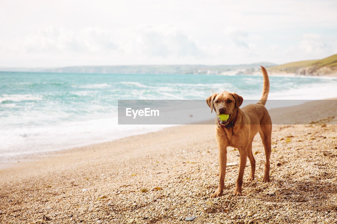 A fit and active labrador dog on sandy beach with a ball in mouth during a game of fetch  copy space