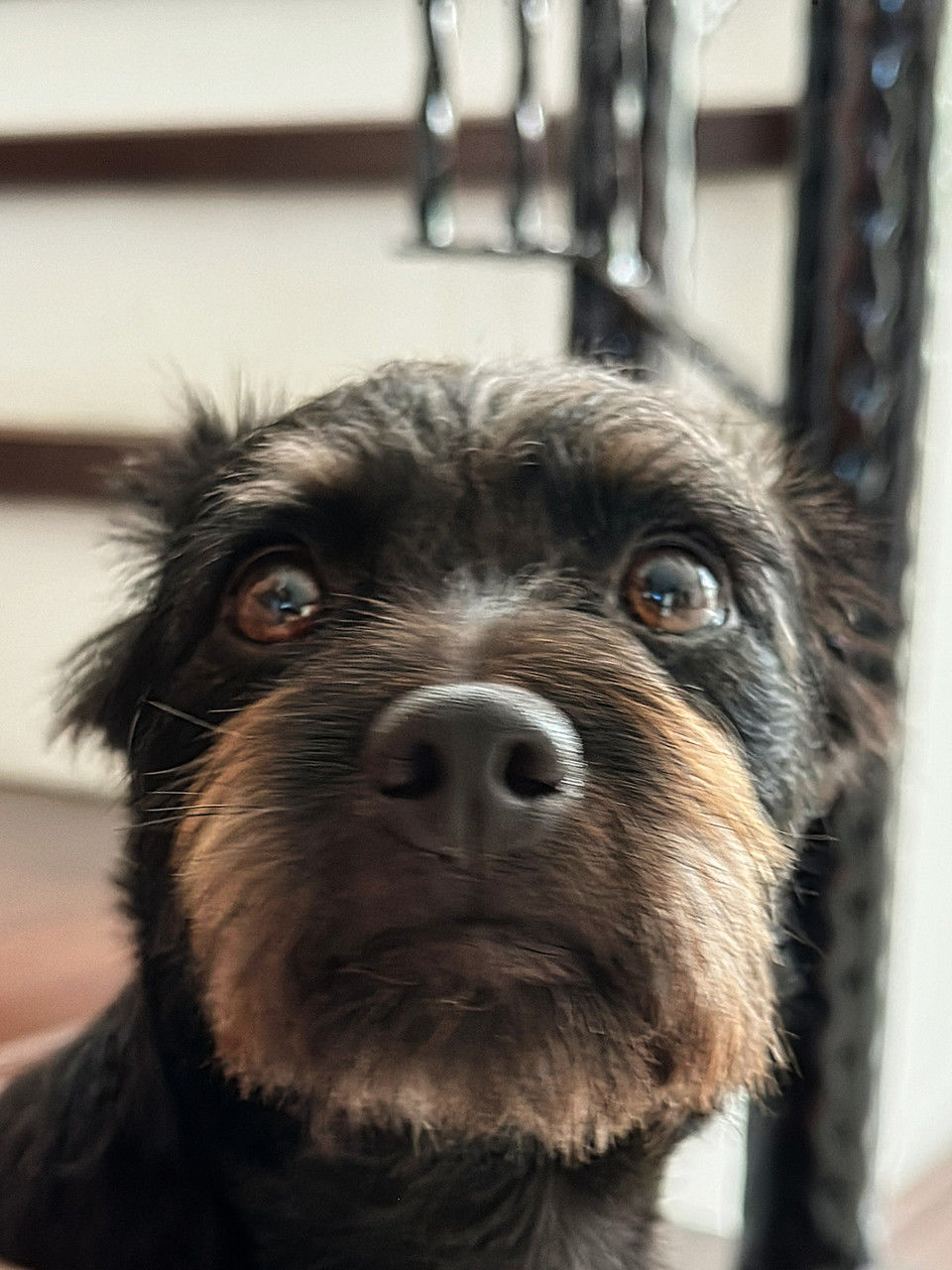 one animal, animal themes, mammal, animal, dog, pet, domestic animals, canine, portrait, looking at camera, close-up, animal body part, puppy, black, animal head, no people, focus on foreground, indoors, terrier, lap dog, carnivore, snout