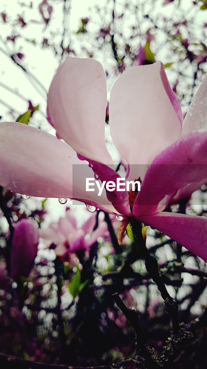 CLOSE-UP OF PINK CHERRY BLOSSOMS