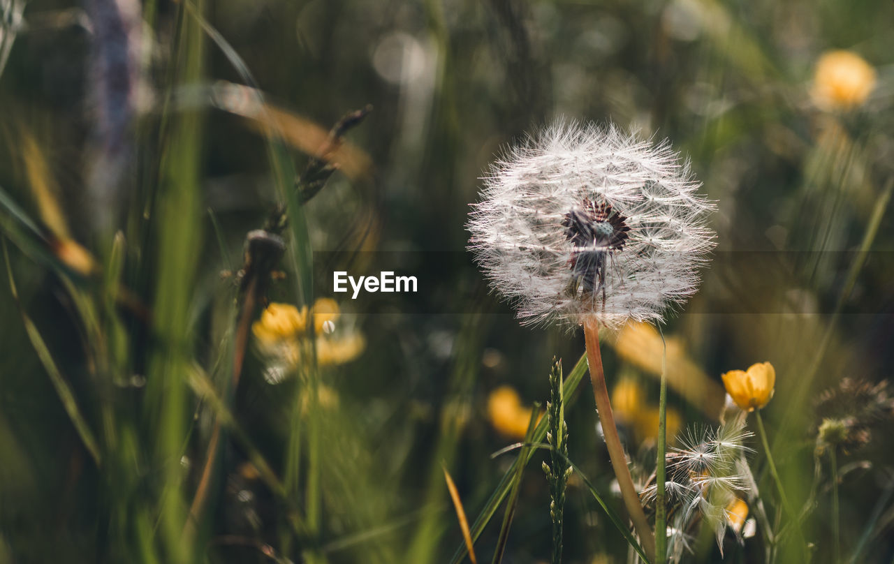 Close-up of dandelion flower on field