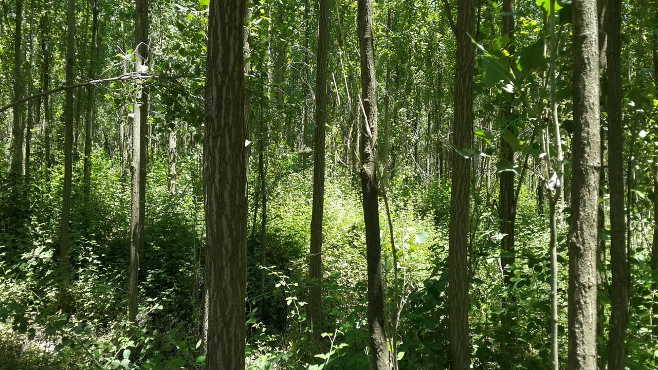 Trees growing in forest