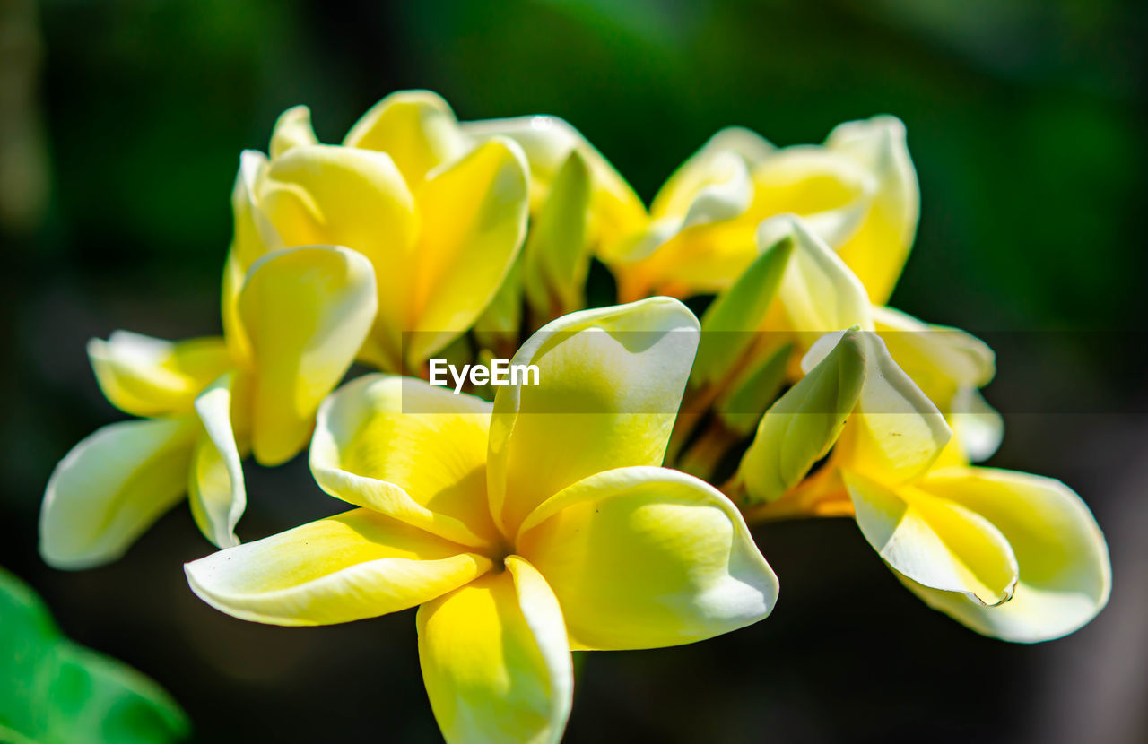 Yellow flower frangipani, also called plumeria, genus of flowering plants in the family apocynaceae