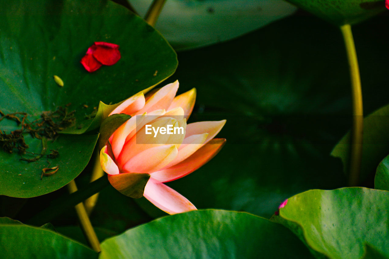 CLOSE-UP OF LOTUS WATER LILY