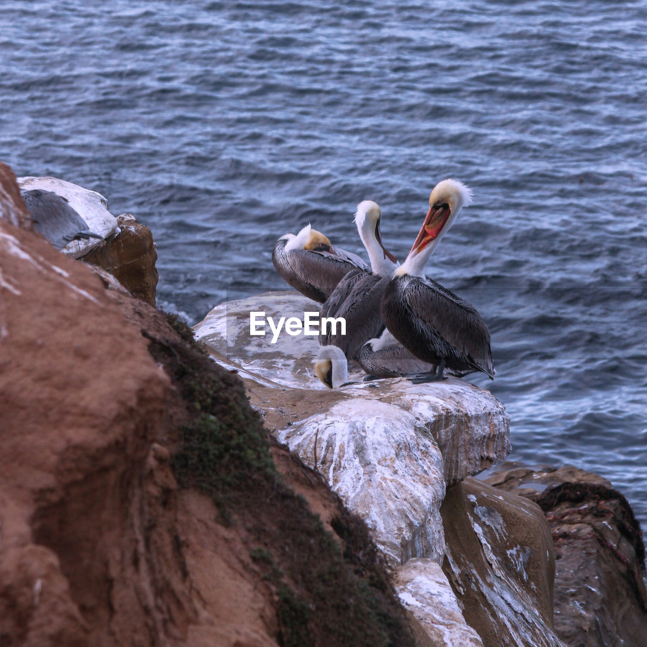 Pelicans perching on rock in sea
