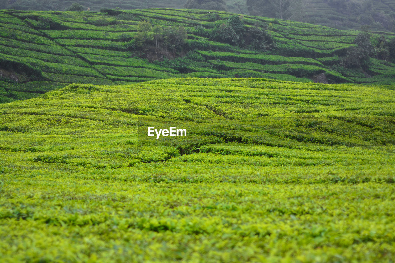 SCENIC VIEW OF GREEN LANDSCAPE