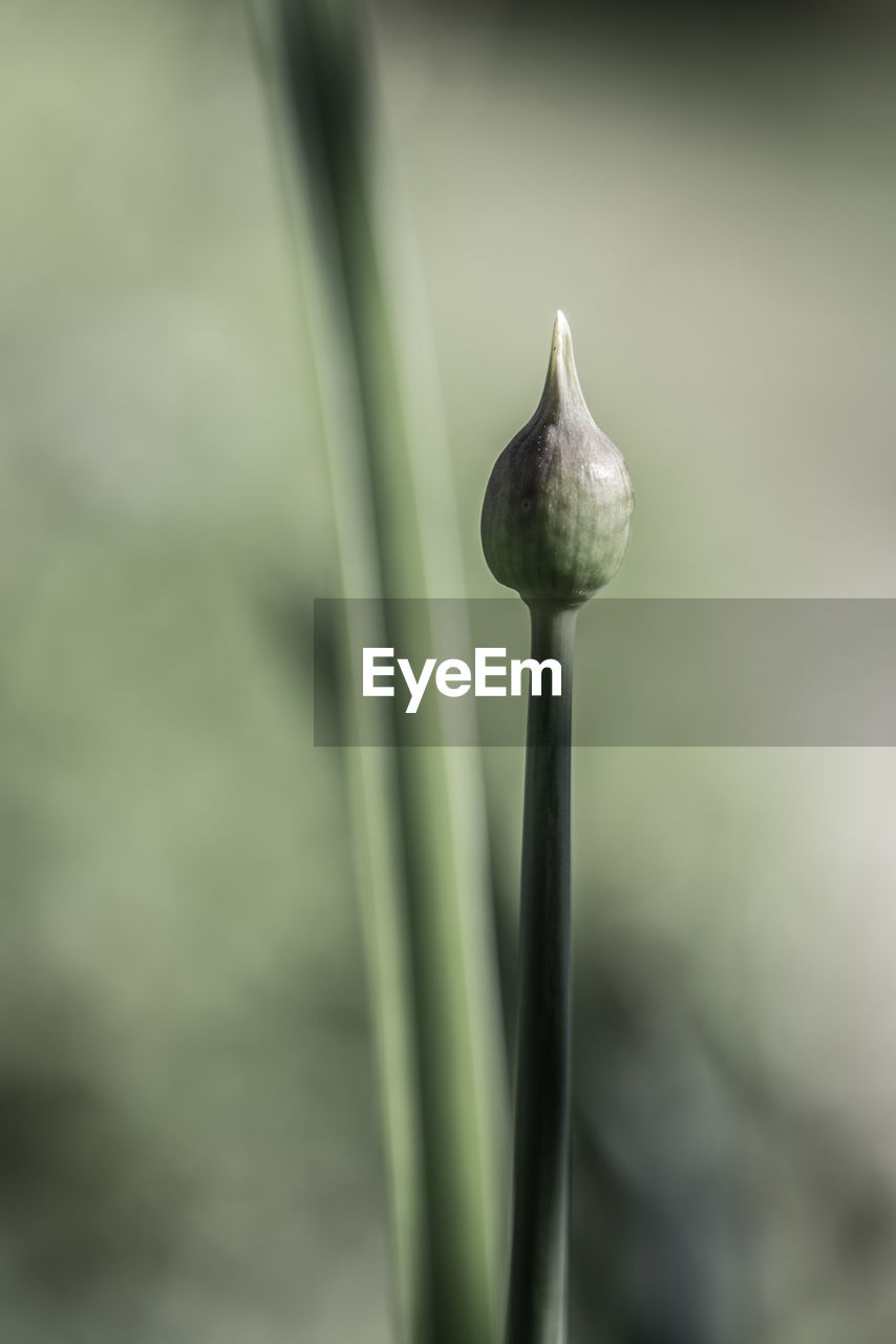 CLOSE-UP OF PLANT AGAINST BLURRED BACKGROUND