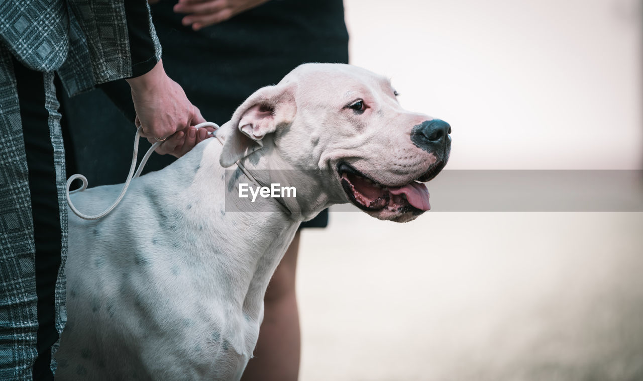 Close-up of dog head