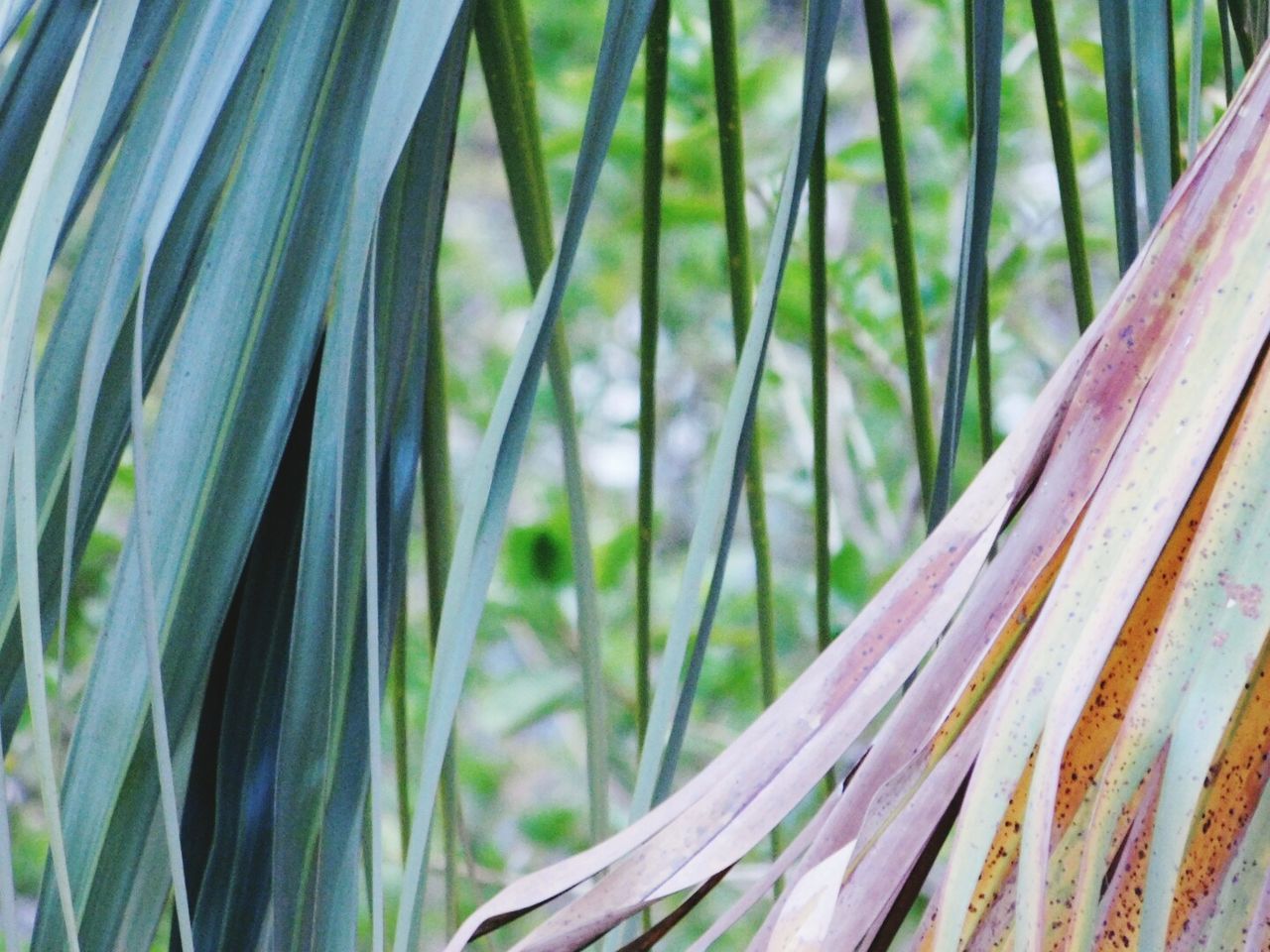 CLOSE-UP OF BAMBOO ON TREE