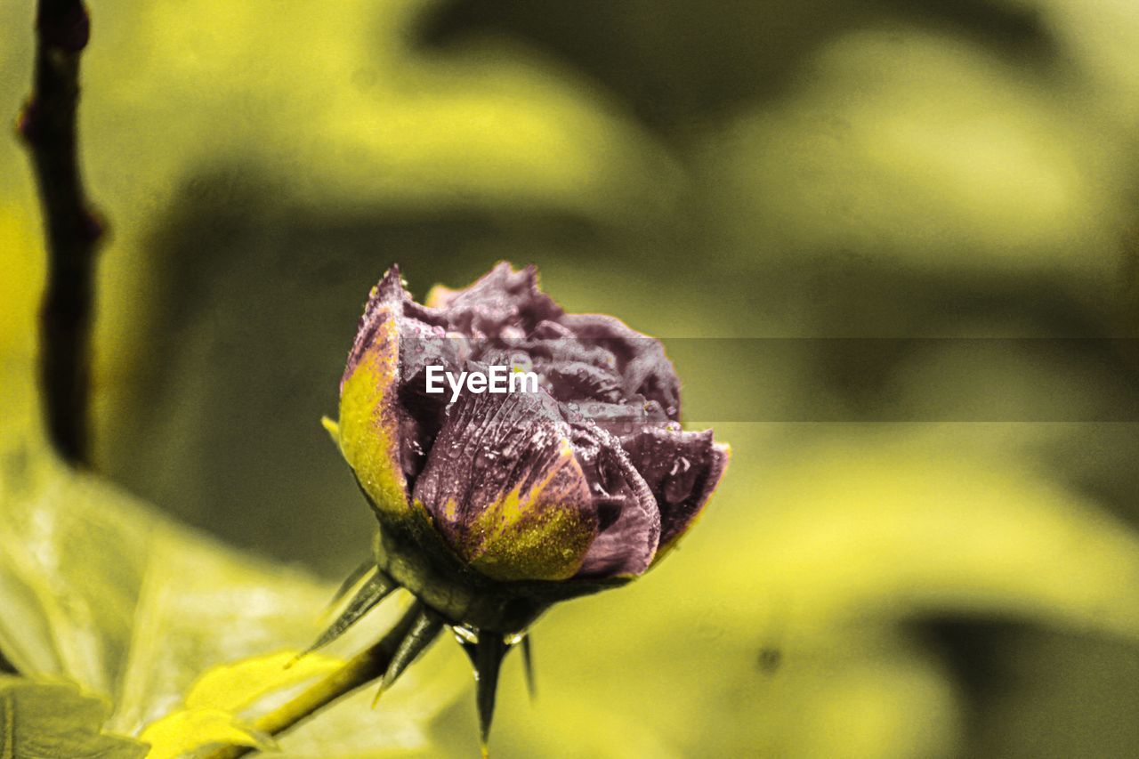 CLOSE-UP OF BUG ON FLOWER