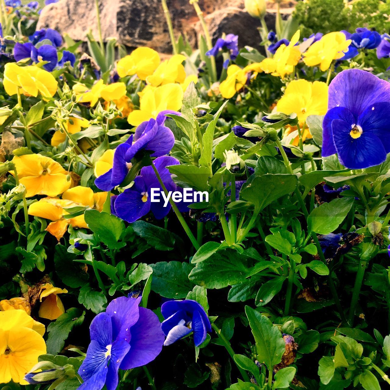 CLOSE-UP OF YELLOW FLOWERS BLOOMING