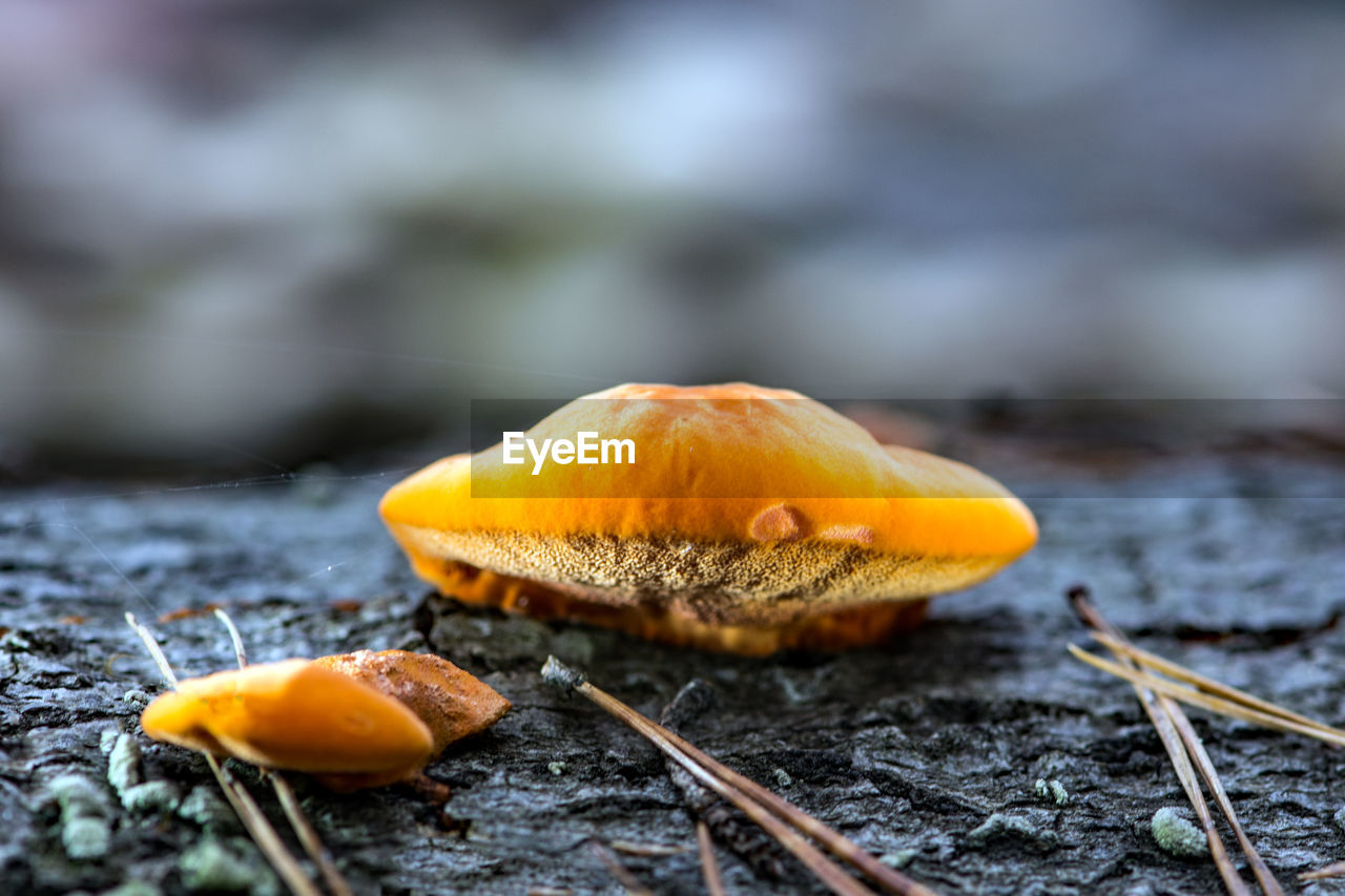 CLOSE-UP OF MUSHROOM ON FIELD