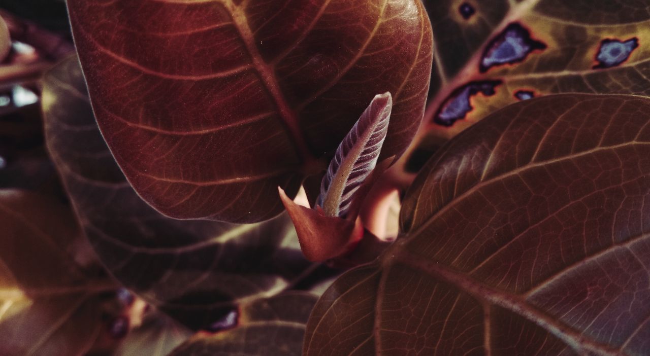 Close-up of dry leaves on plant