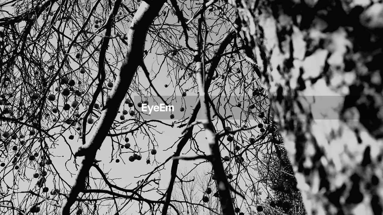 LOW ANGLE VIEW OF BARE TREES AGAINST SKY