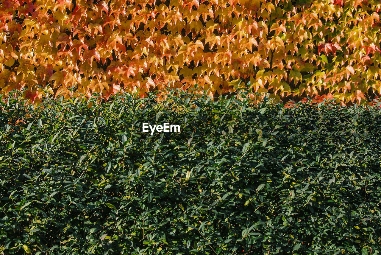 FULL FRAME SHOT OF FLOWER PLANTS