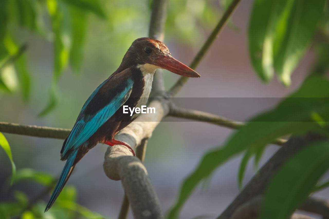 CLOSE-UP OF BIRD PERCHING ON TREE