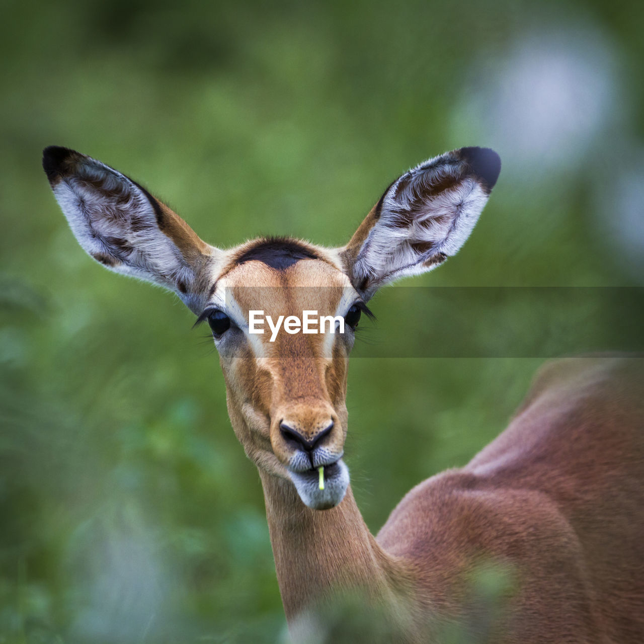 Close-up portrait of deer