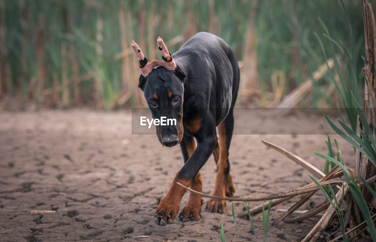 Dog standing on field