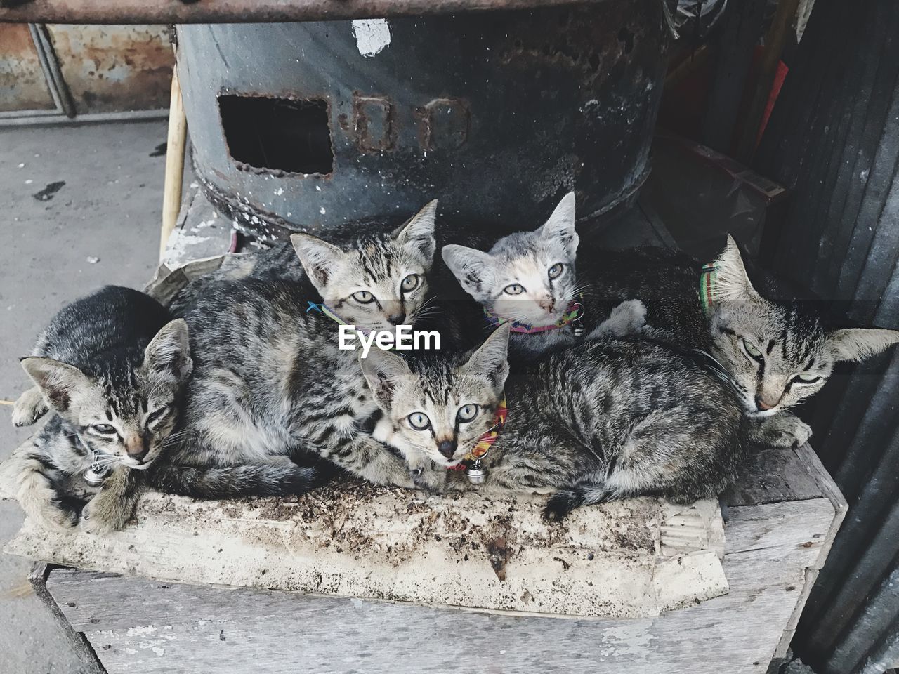 HIGH ANGLE VIEW PORTRAIT OF CAT RESTING ON GROUND