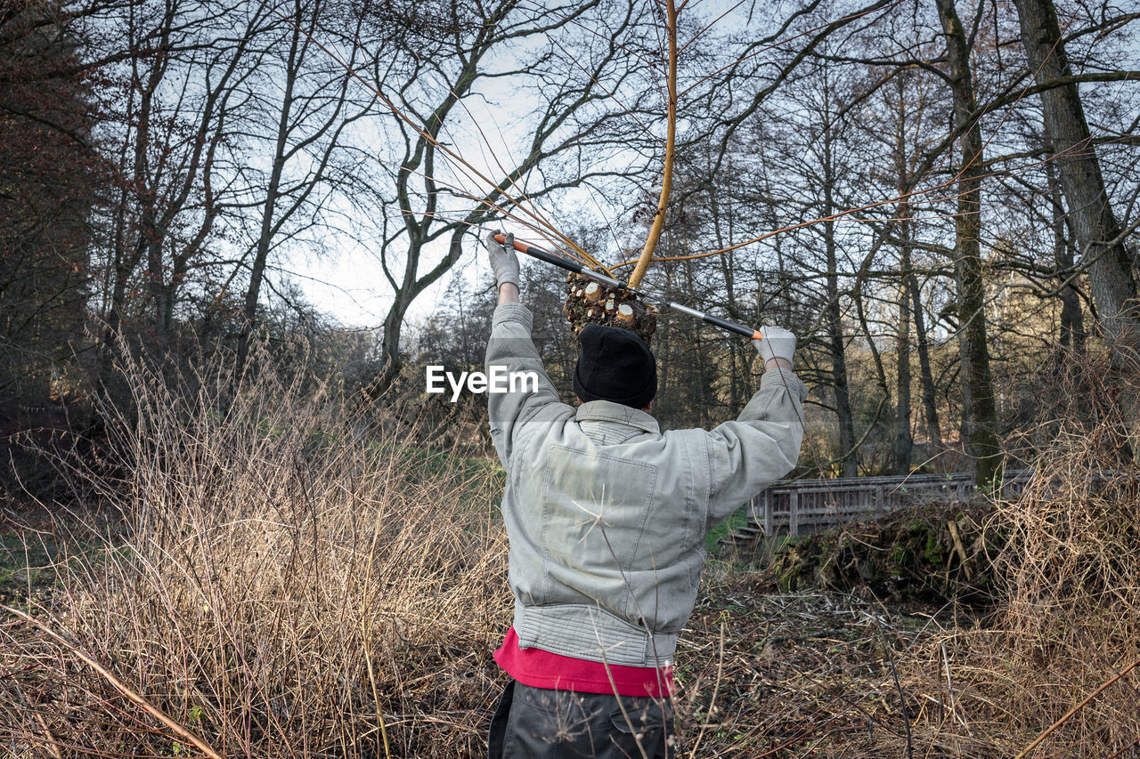 Rear view of man cutting bare tree in forest