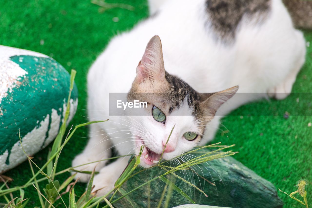 CLOSE-UP PORTRAIT OF CAT LYING DOWN ON GRASS