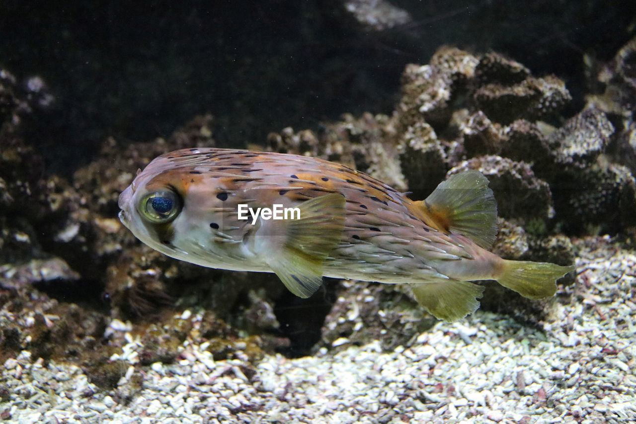 Close-up of fish underwater