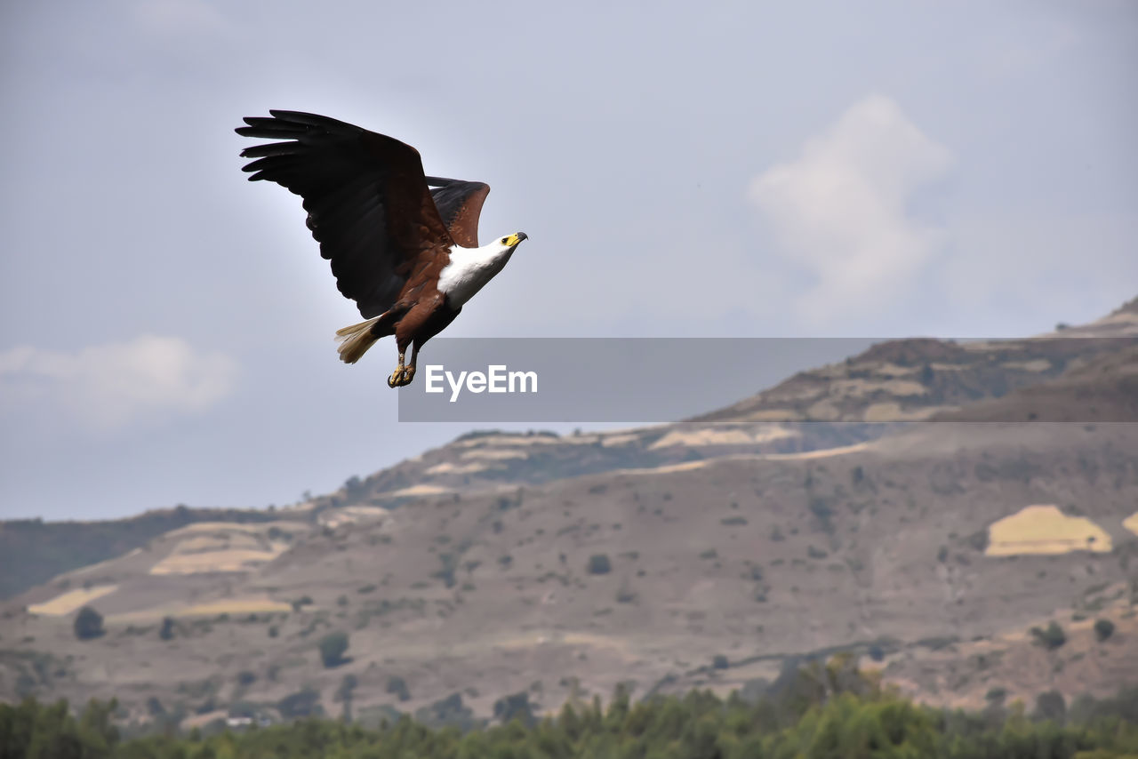 Absolutely stunning fish eagle, mid flight, near awash falls in ethiopia.