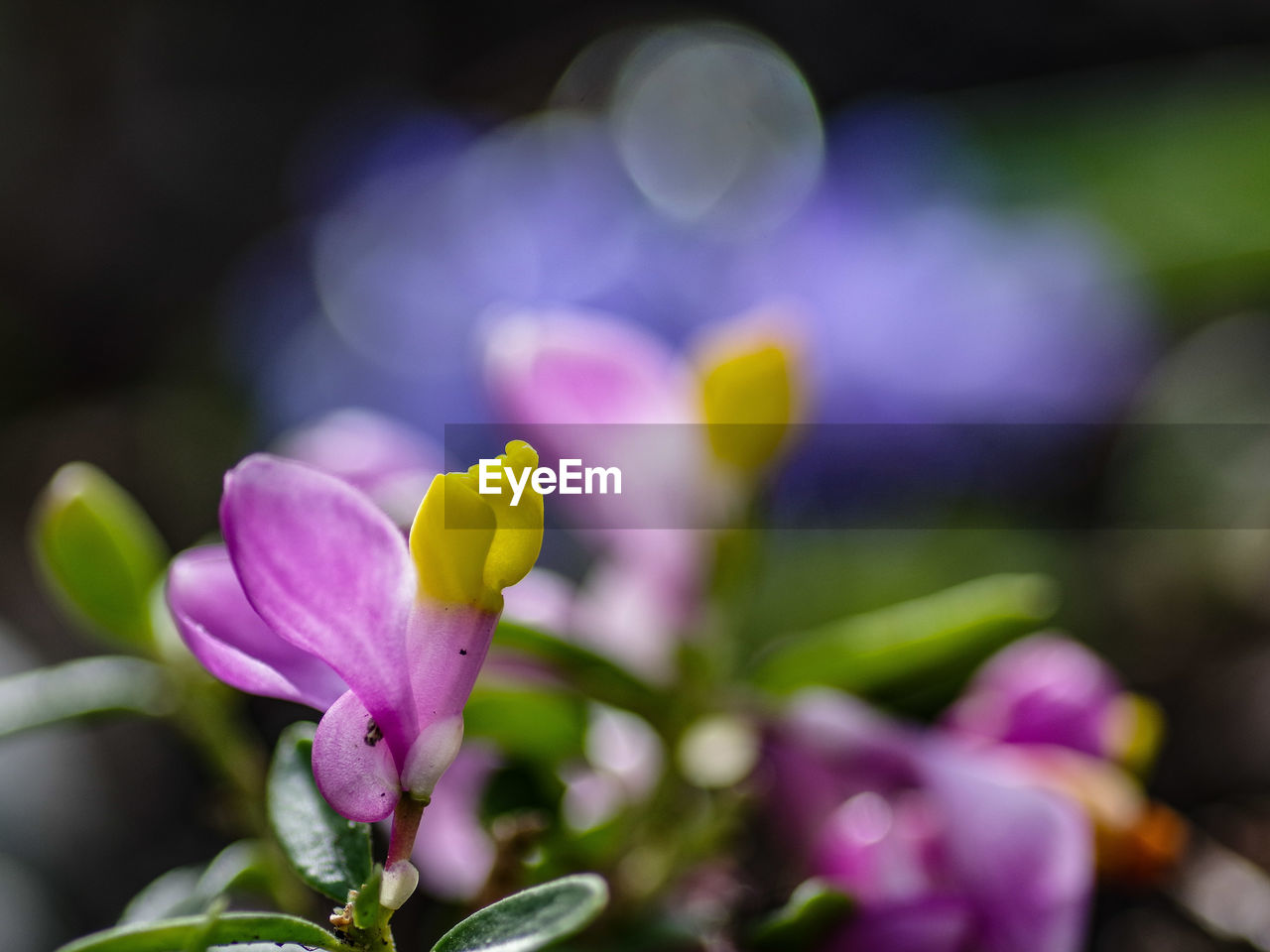flower, flowering plant, plant, beauty in nature, freshness, macro photography, purple, nature, close-up, blossom, petal, flower head, no people, springtime, inflorescence, multi colored, pink, fragility, selective focus, growth, magenta, plant part, outdoors, leaf, focus on foreground, vibrant color, summer, defocused, environment, bud, botany