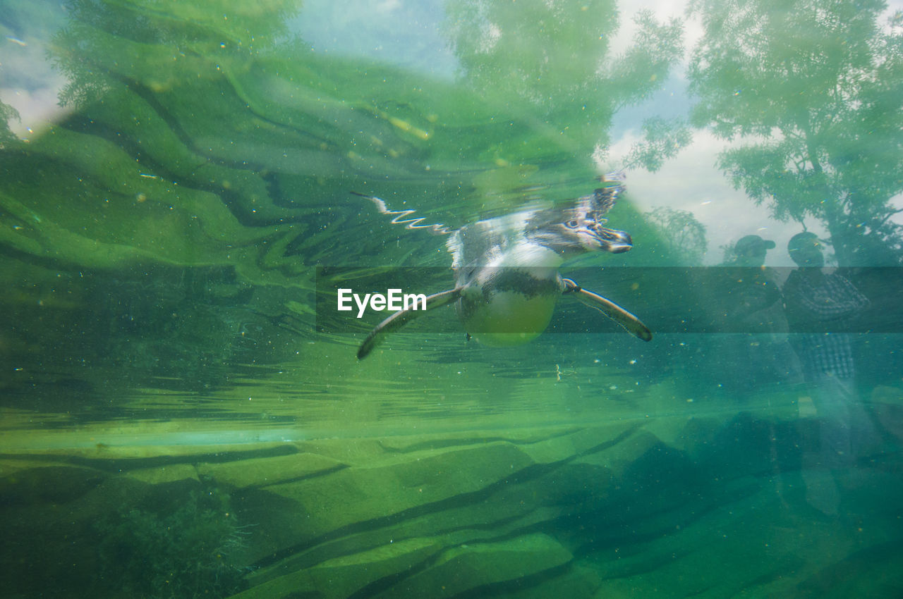 CLOSE-UP OF FISH UNDERWATER