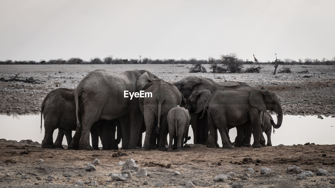 VIEW OF ELEPHANT WALKING IN THE FIELD