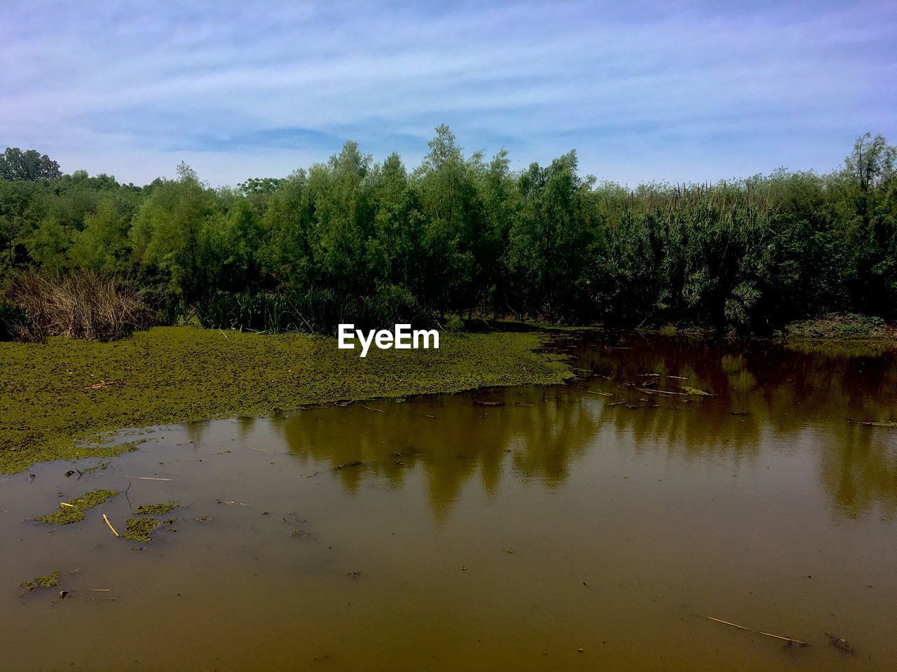 TREES BY LAKE AGAINST SKY