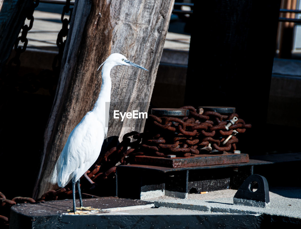 VIEW OF BIRD PERCHING ON METAL