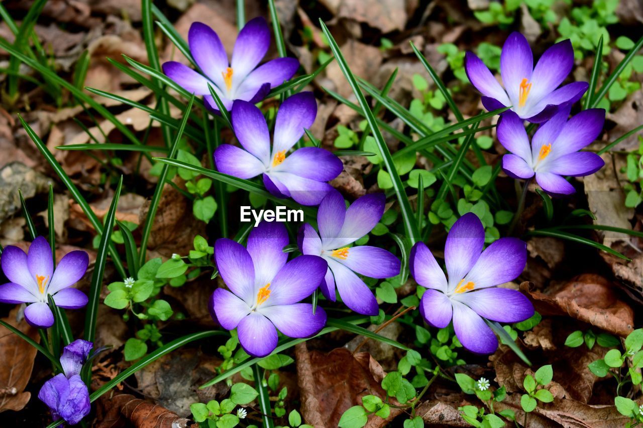 CLOSE-UP OF PURPLE CROCUS FLOWERS GROWING ON FIELD